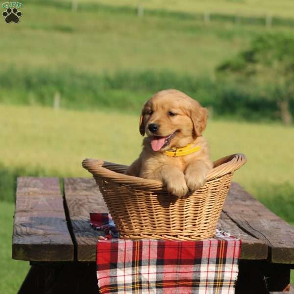 Supra, Golden Retriever Puppy